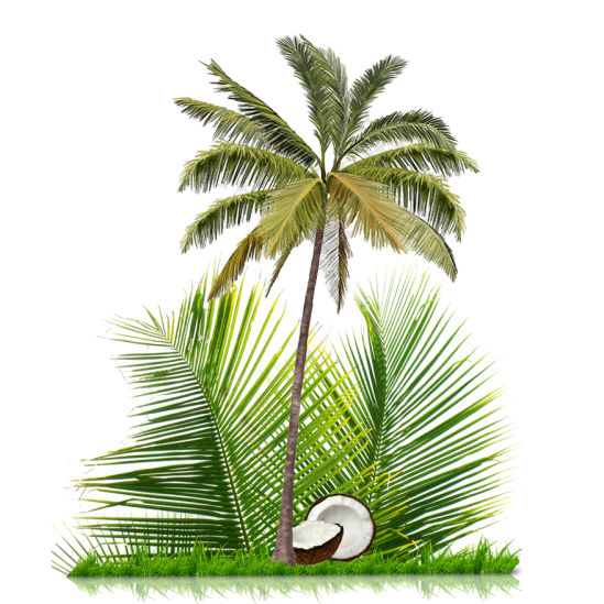 coconut-tree